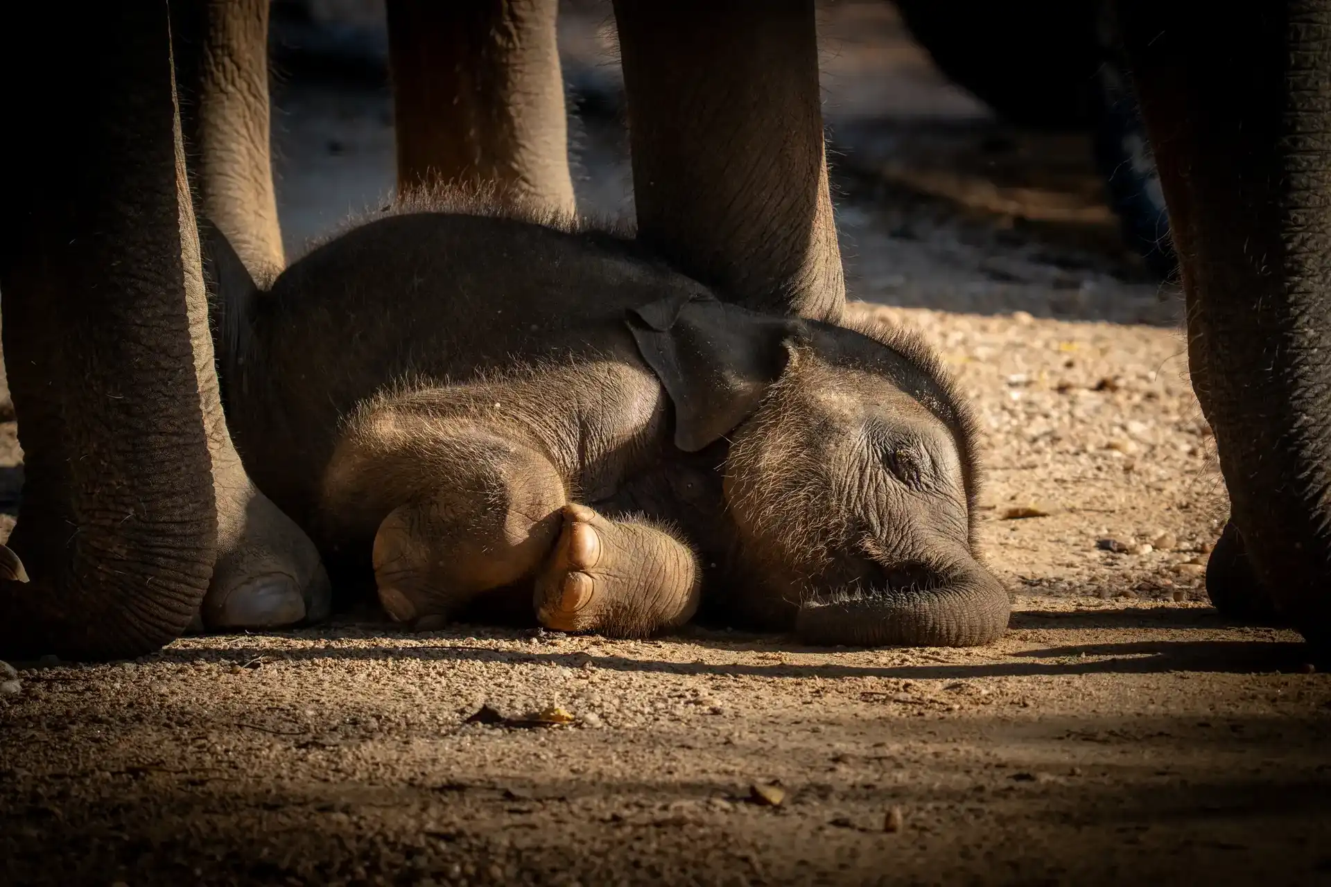 Newborn baby elephant sleeping in the grass, Udawalawe National Park, Sri Lanka
